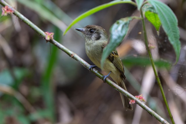 Sepia-capped Flycatcher