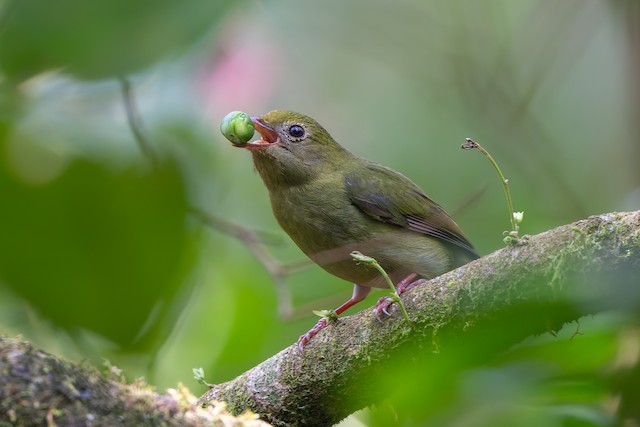 Swallow-tailed Manakin