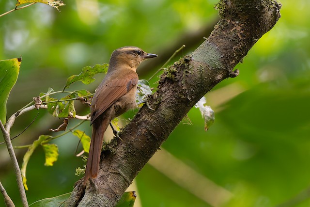 Ochre-breasted Foliage-gleaner