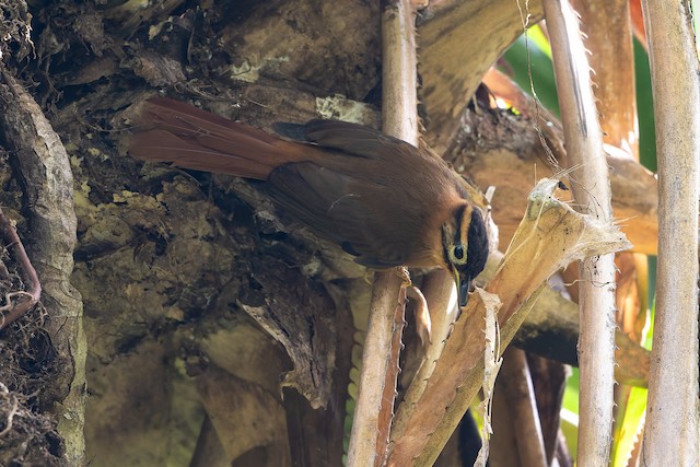 Black-capped Foliage-gleaner