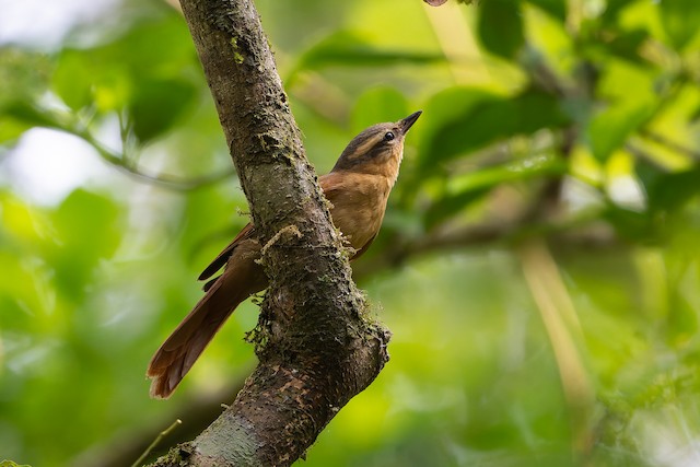 Ochre-breasted Foliage-gleaner