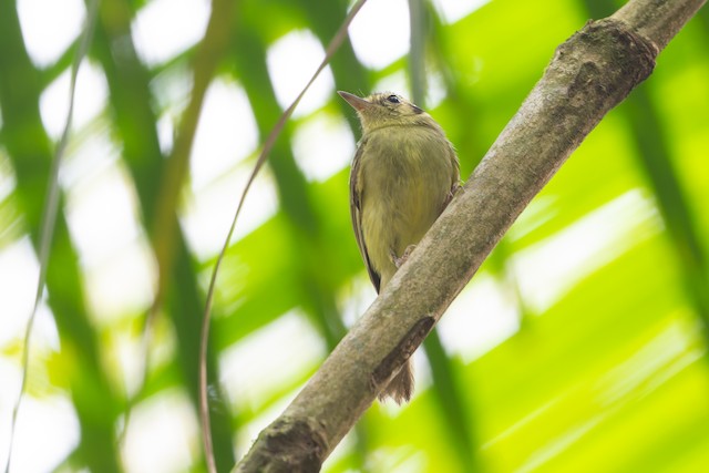Sao Paulo Bristle-Tyrant
