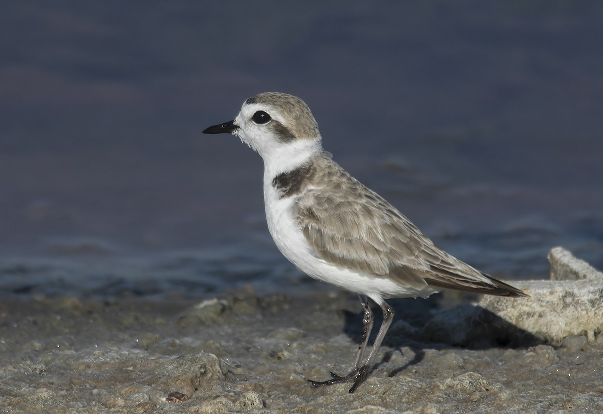 Snowy Plover - Jerry Ting