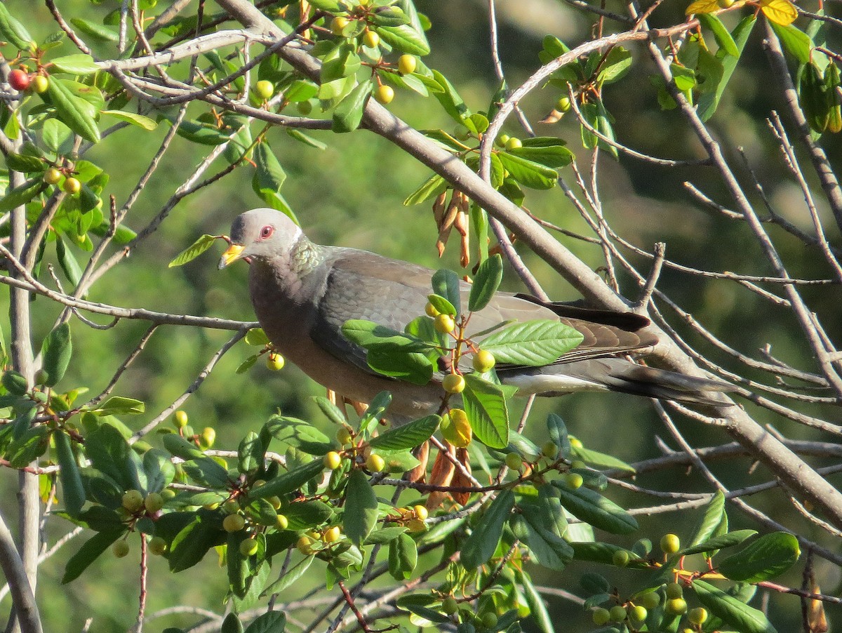Band-tailed Pigeon - ML64425641