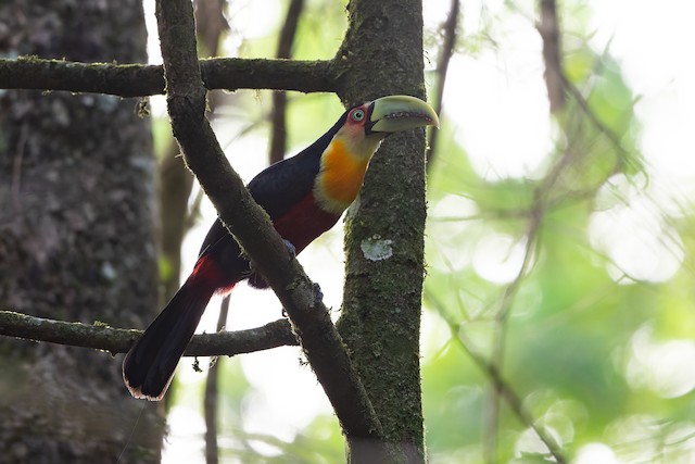 Red-breasted Toucan