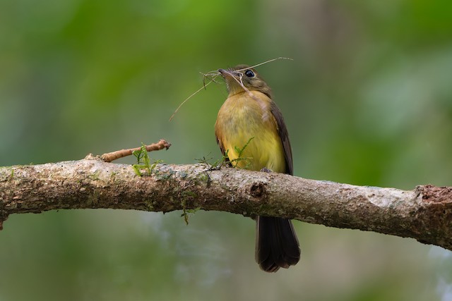 Whiskered Flycatcher
