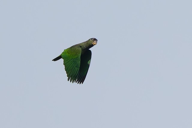 Scaly-headed Parrot