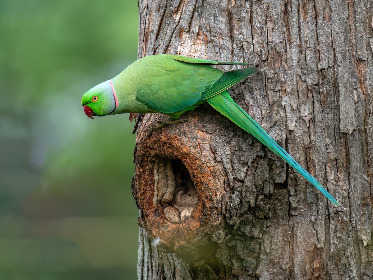 Rose-ringed Parakeet - Psittacula krameri - Birds of the World