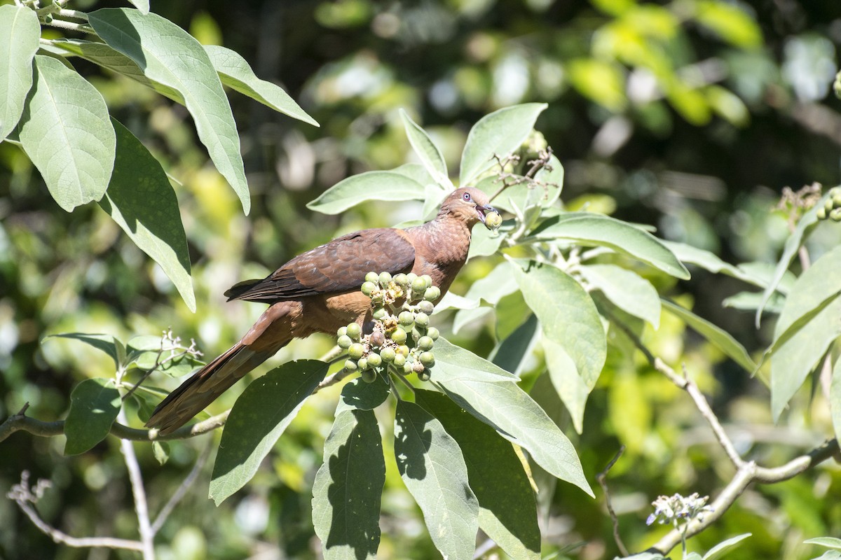 Brown Cuckoo-Dove - ML64429631