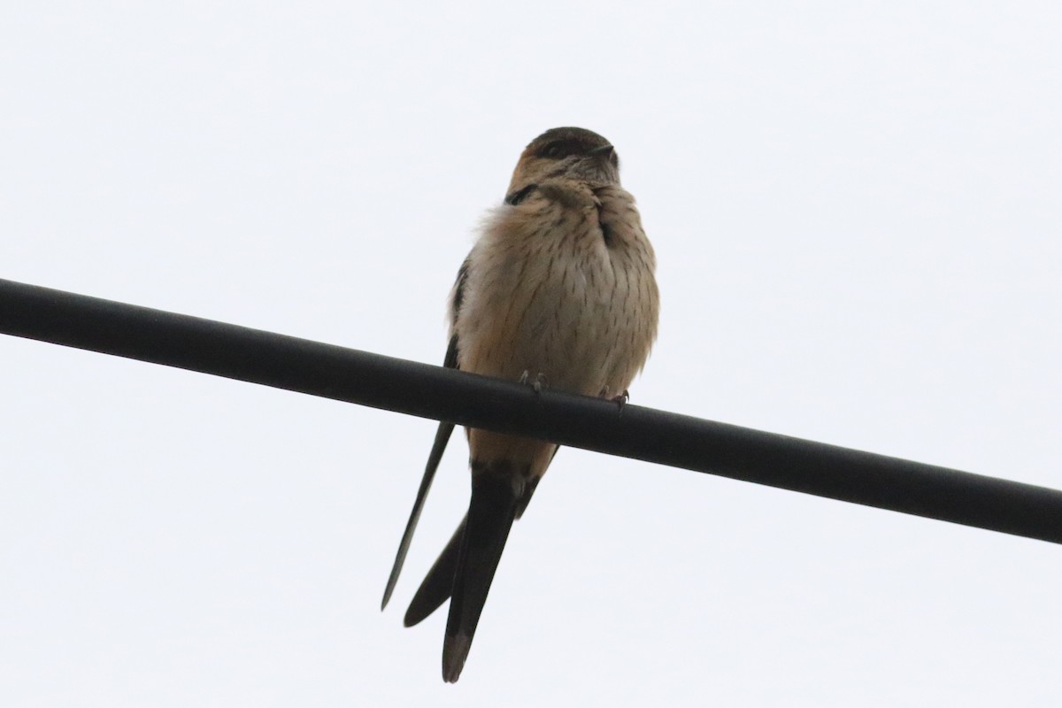 Red-rumped Swallow - ML64431201
