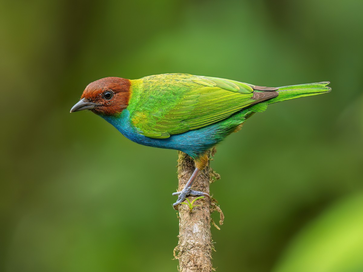 Bay-headed Tanager - Tangara gyrola - Birds of the World