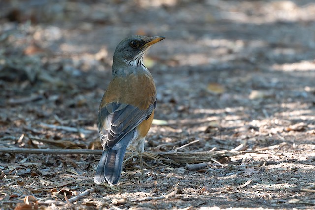 Rufous-backed Robin