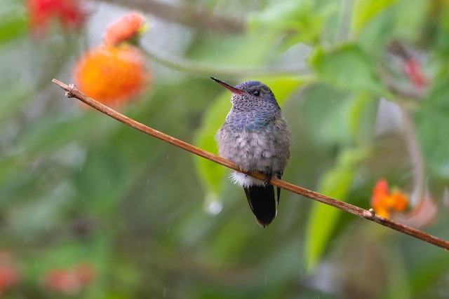 White-chinned Sapphire