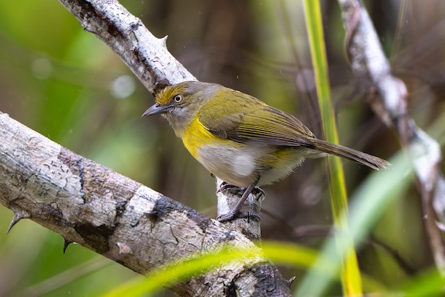 Lemon-chested Greenlet