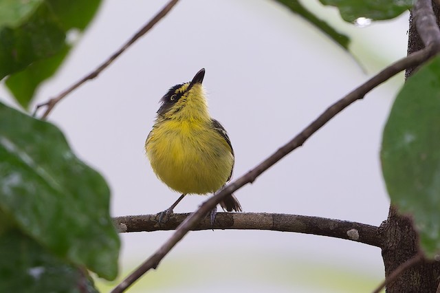 Gray-headed Tody-Flycatcher