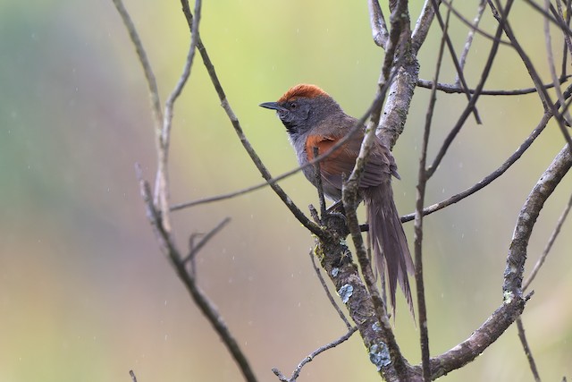 Spix's Spinetail