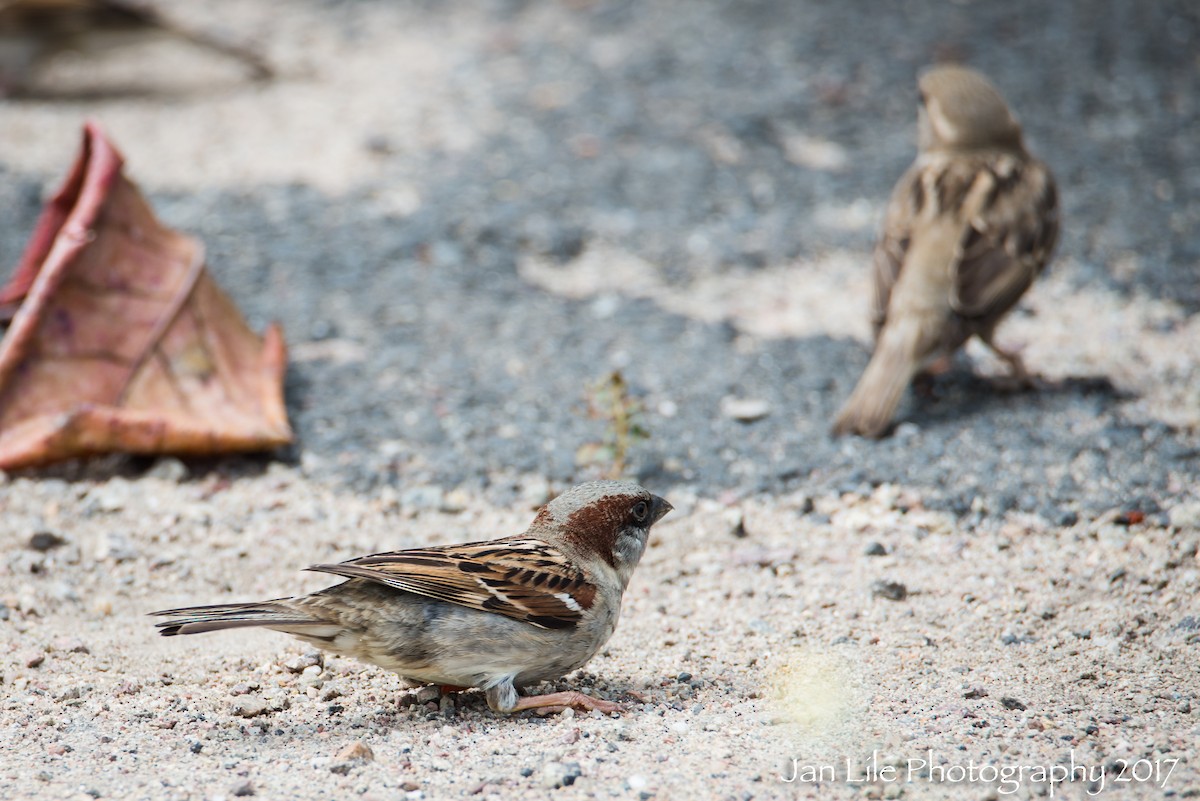 House Sparrow - Jan Lile