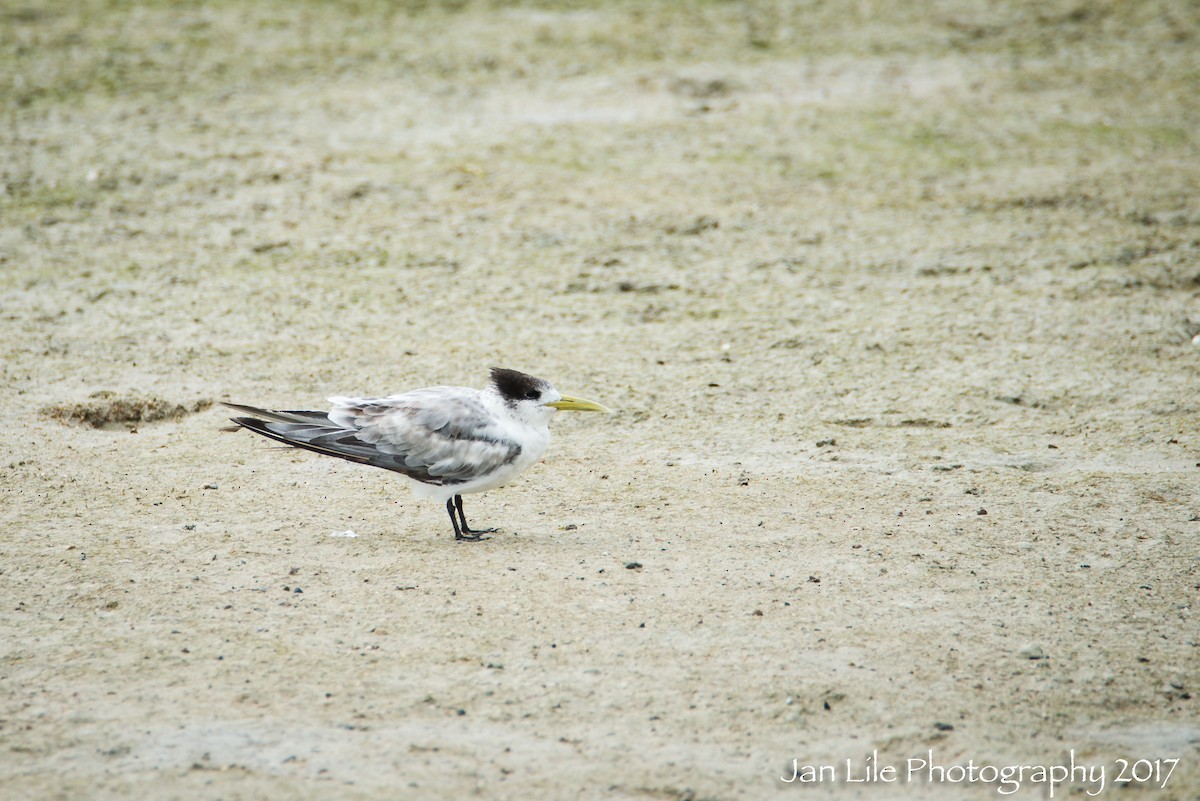 Great Crested Tern - Jan Lile