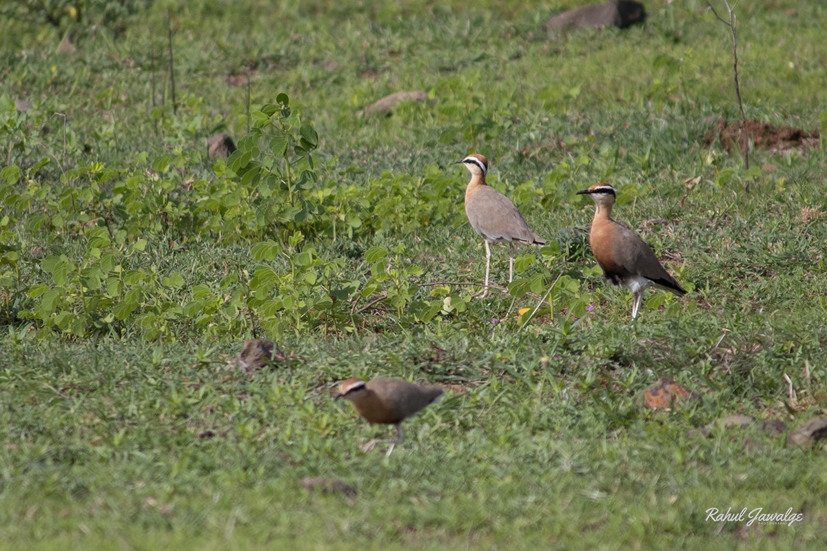 Indian Courser - ML64432781