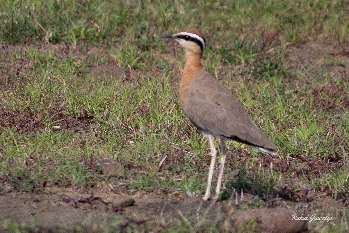 Indian Courser - ML64432791