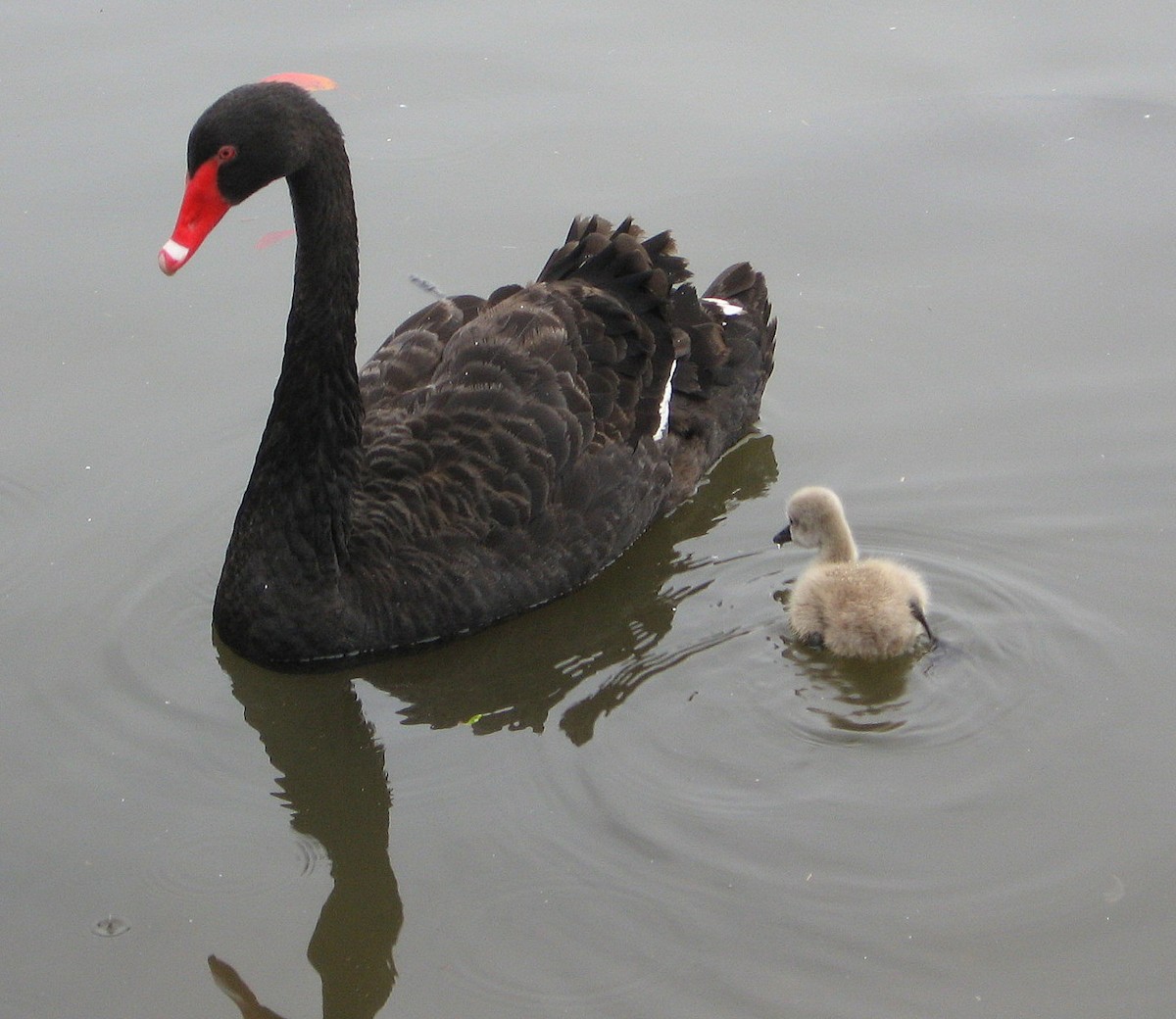 Black Swan - Pat McKay