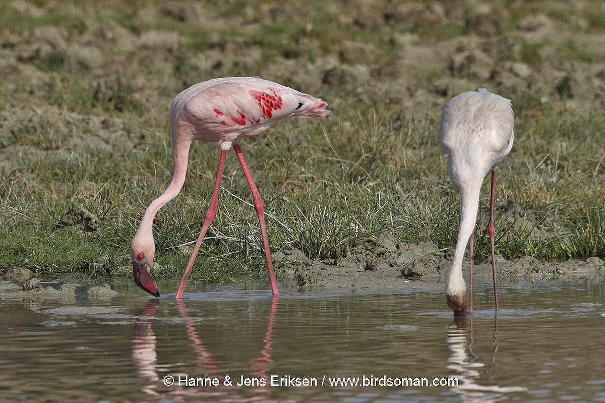 Lesser Flamingo - Jens Eriksen