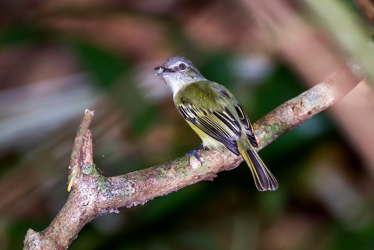 Gray-crowned Flatbill - ML64434761