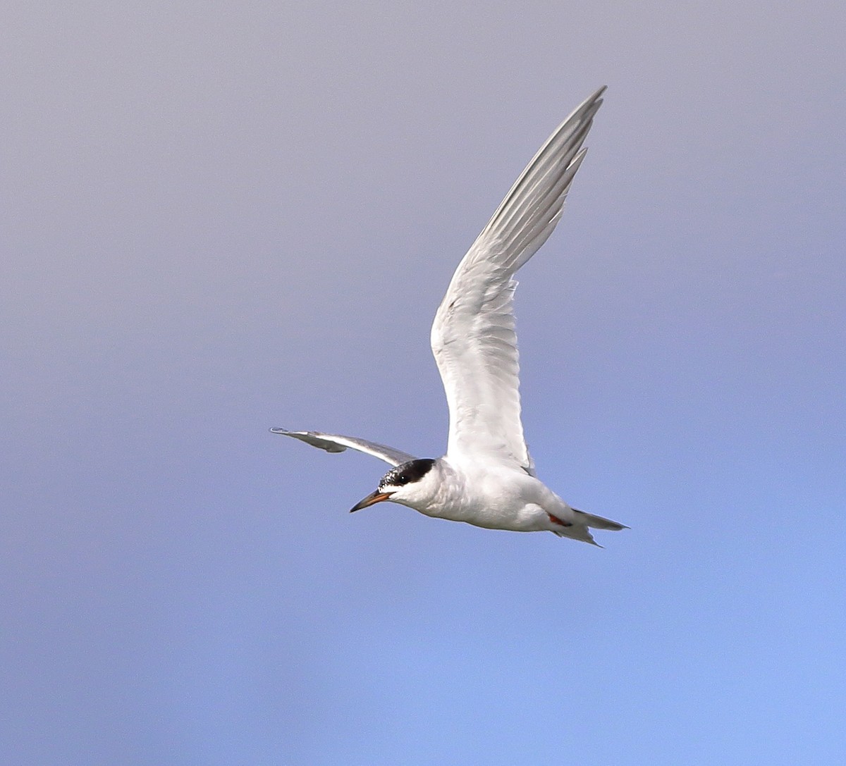 Forster's Tern - Patricia Isaacson