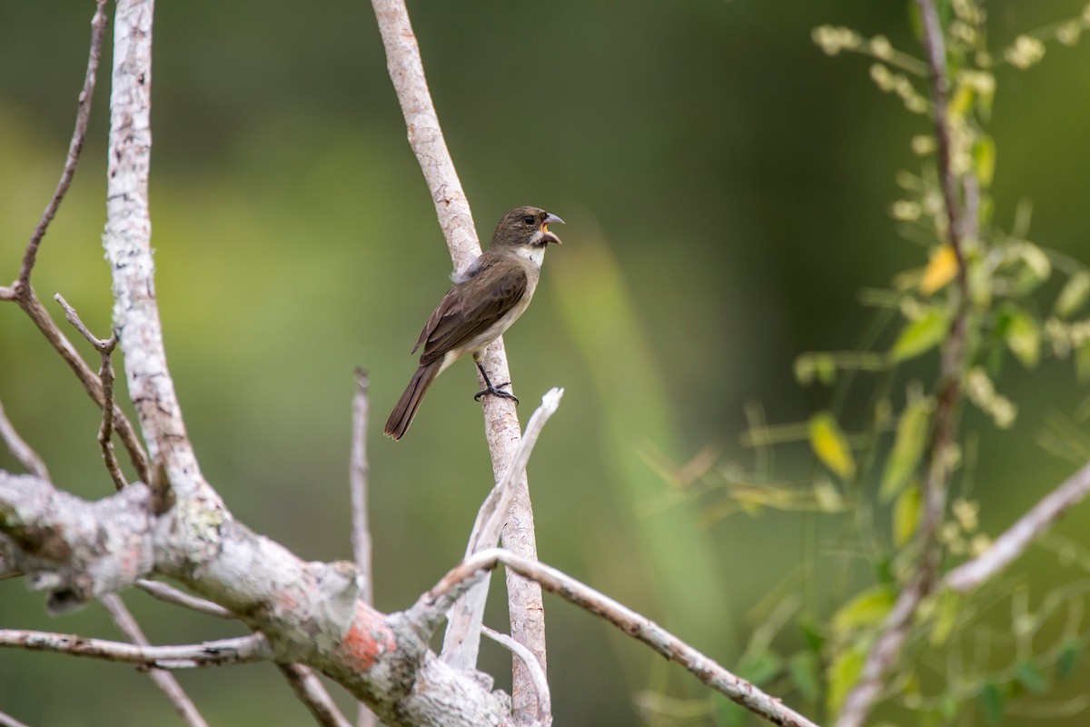 Double-collared Seedeater - ML64435811