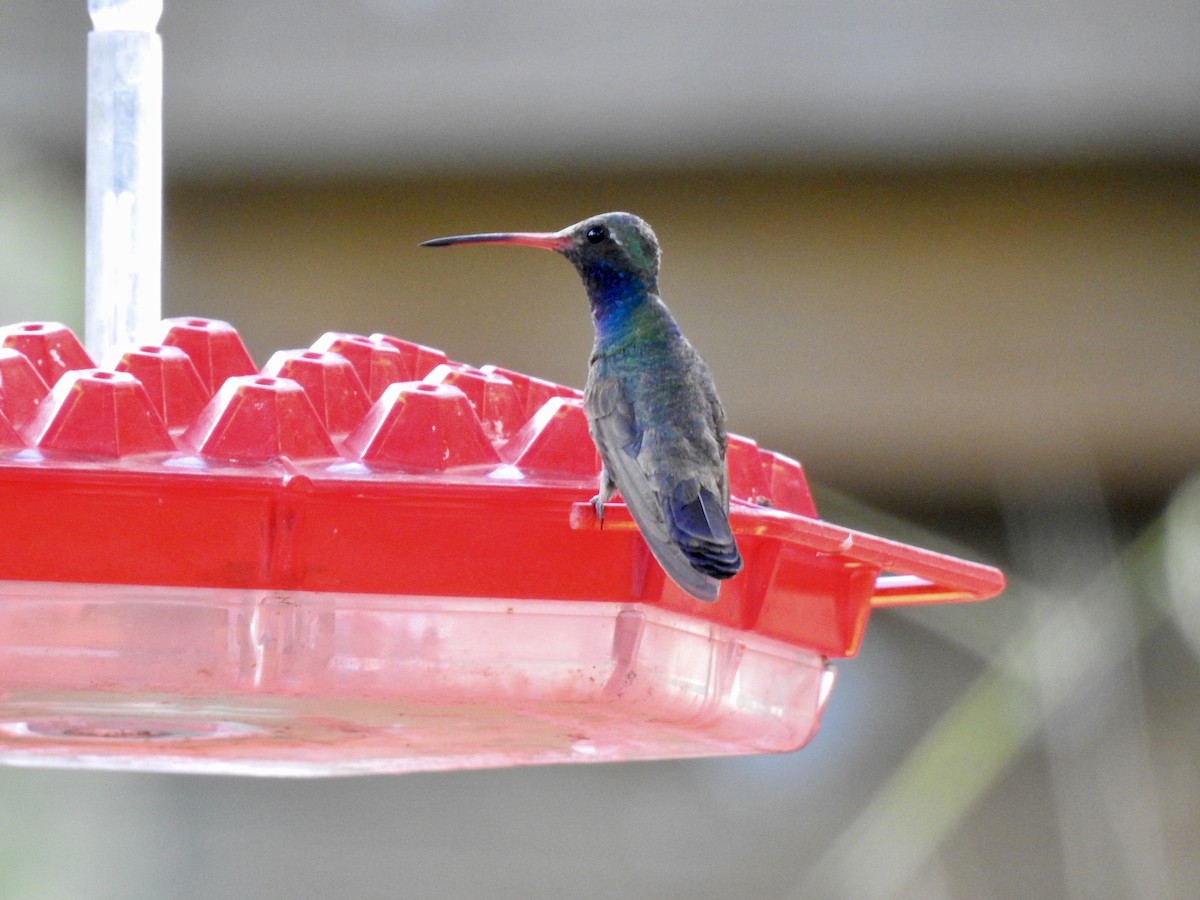 Broad-billed Hummingbird - Lorrie Lowrie