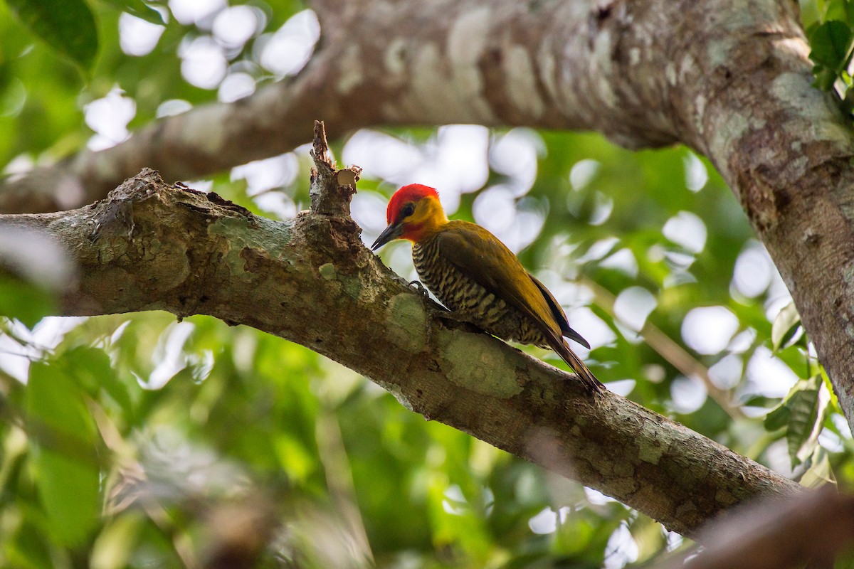 Yellow-throated Woodpecker - Leonardo Merçon / Instituto Últimos Refúgios