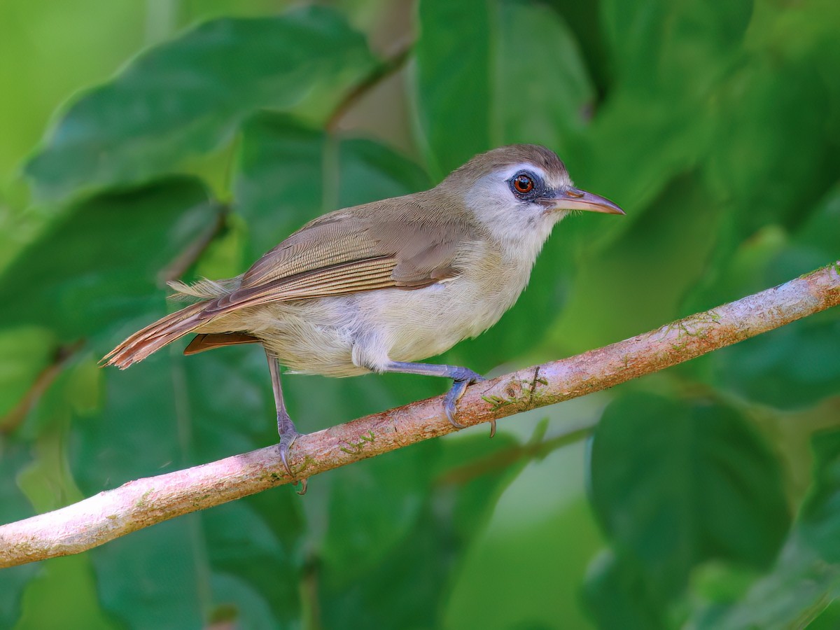 Bare-eyed White-eye - Zosterops superciliosus - Birds of the World