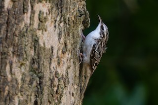 Brown Creeper