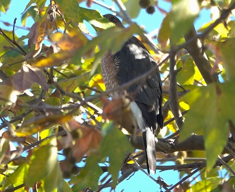 Cooper's Hawk - Brian Bleecker