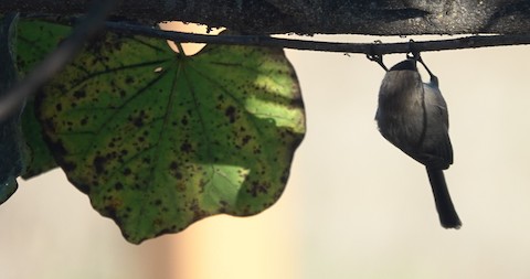 Bushtit - Brian Bleecker