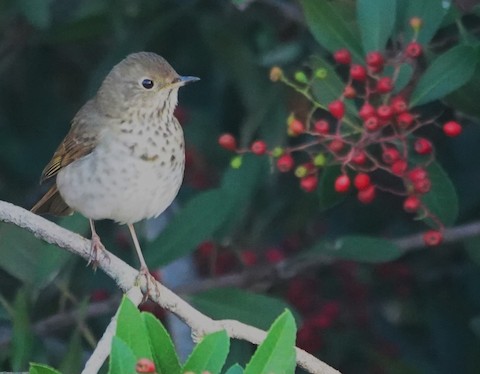 Hermit Thrush - Brian Bleecker