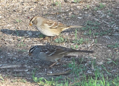 White-crowned Sparrow - Brian Bleecker