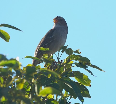 White-crowned Sparrow - Brian Bleecker