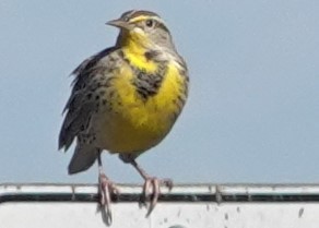Western Meadowlark - Brian Bleecker
