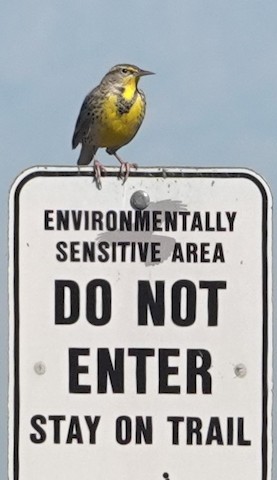 Western Meadowlark - Brian Bleecker