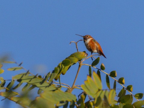 Allen's Hummingbird - James Kendall