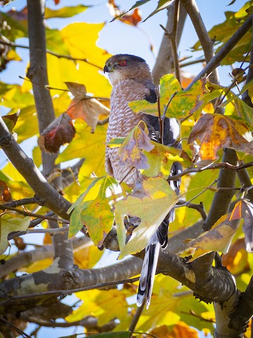Cooper's Hawk - James Kendall