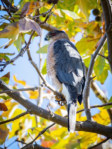 Cooper's Hawk - James Kendall