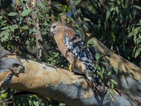 Red-shouldered Hawk - James Kendall