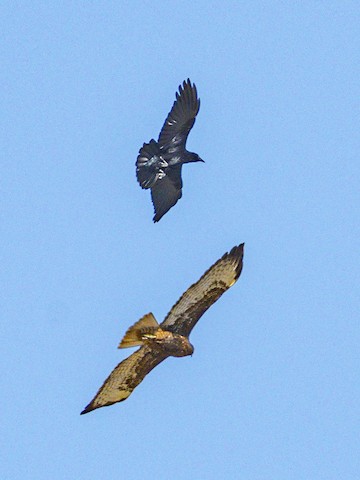 Red-tailed Hawk - James Kendall