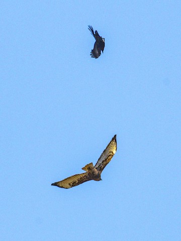 Red-tailed Hawk - James Kendall
