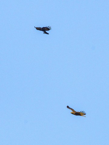 Red-tailed Hawk - James Kendall