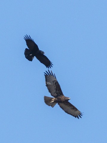 American Crow - James Kendall