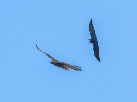 American Crow - James Kendall