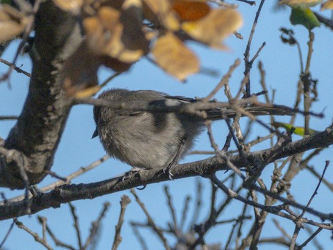 Bushtit - James Kendall